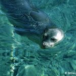 Monk seal.